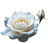 White Rose